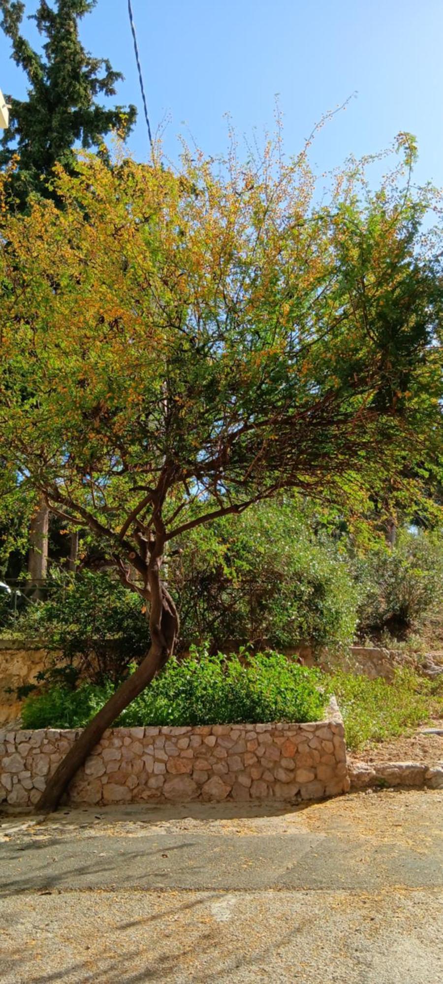 Athenian Asty Guesthouse Bagian luar foto